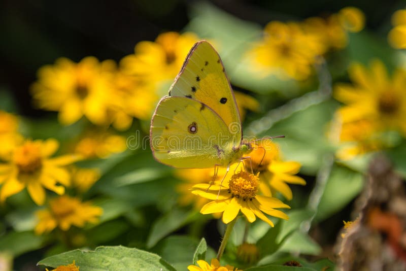 Cloudless Sulphur butterfly feeding on Yellow flower
