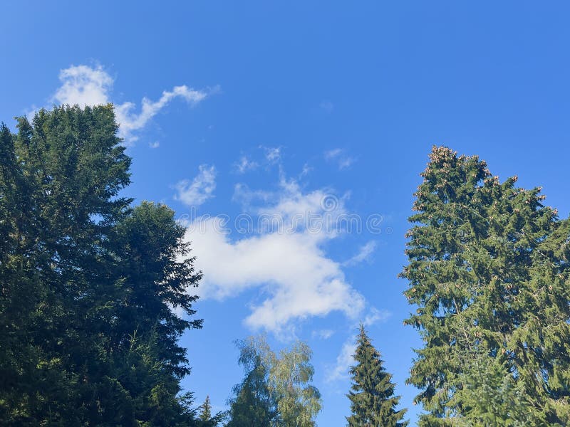 Clouds passing by above trees royalty free stock image