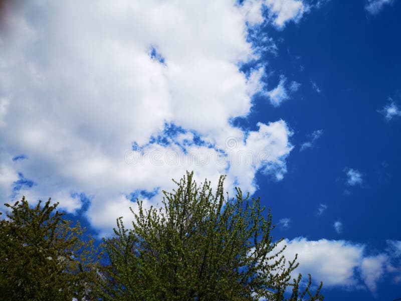Clouds passing by the tree stock photos