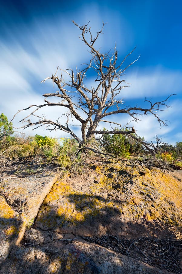 Old Juniper Tree In New Mexico Desert Stock Image Image of vegetation
