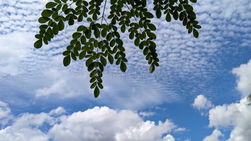 Green leaves of moringa plant and cloudy blue sky during the day royalty free stock images