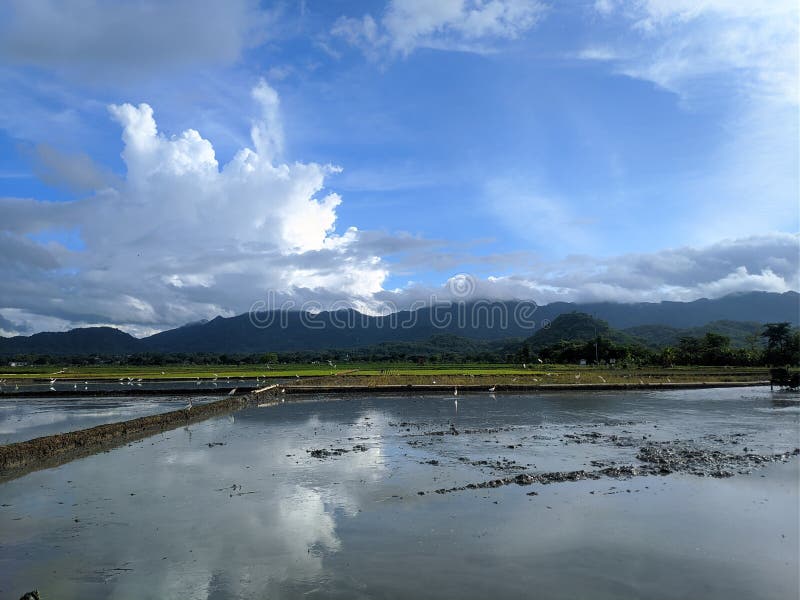 Cloudy Blue Sky on Top of Mud Pre Rice Field Stock Image Image of
