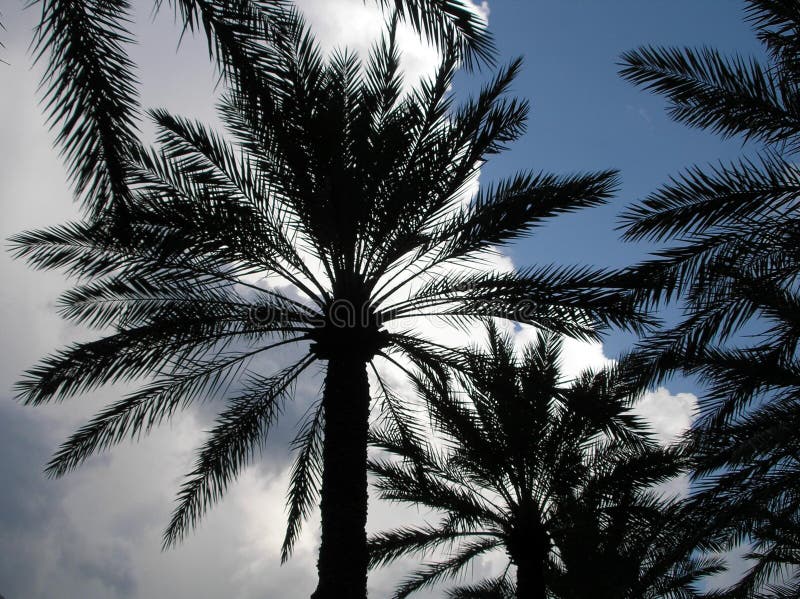 Cloudy Palm Trees