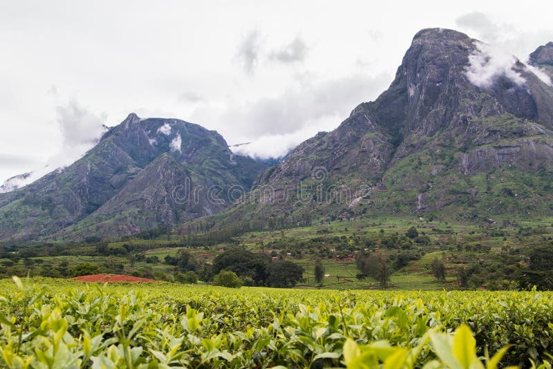 Cloudy sky with Mount Mulanje and tea plantations royalty free stock photos Cloudy sky with Mount Mulanje and tea plantations royalty free stock photos