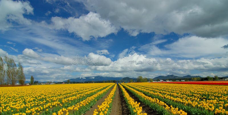 Cloudy Sky Over Tulip Field