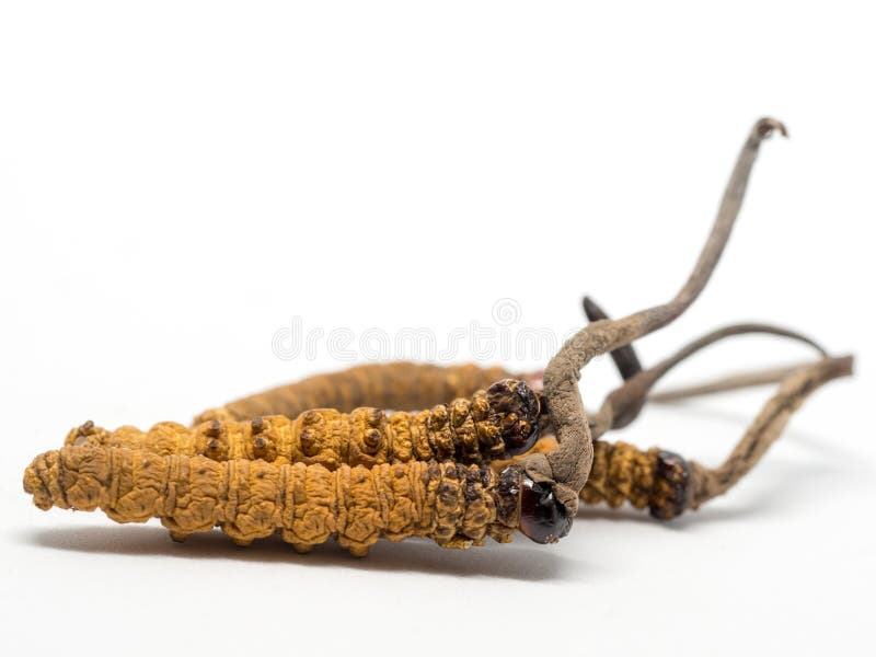 Clouse upp den Ophiocordyceps sinensisen Chong cao, den Dong chongxiaen cao detta är örter Medicinsk rekvisita i behandlingen royaltyfri fotografi Clouse upp den Ophiocordyceps sinensisen Chong cao, den Dong chongxiaen cao detta är örter Medicinsk rekvisita i behandlingen royaltyfri fotografi