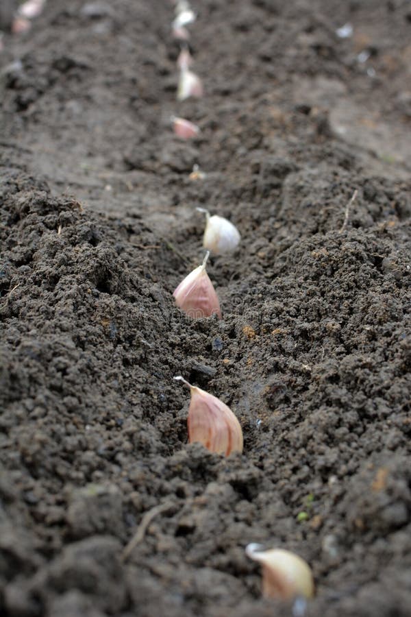 A Clove of Garlic Seeds Lies in a Row in the Soil Stock Image Image