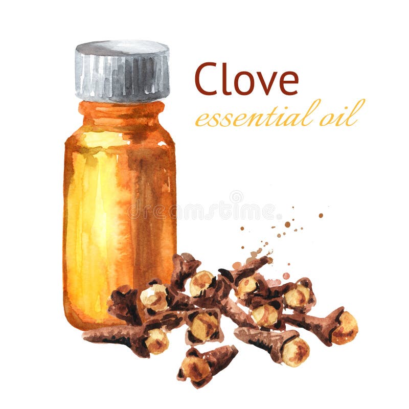 Essential oil clove Clove Essential