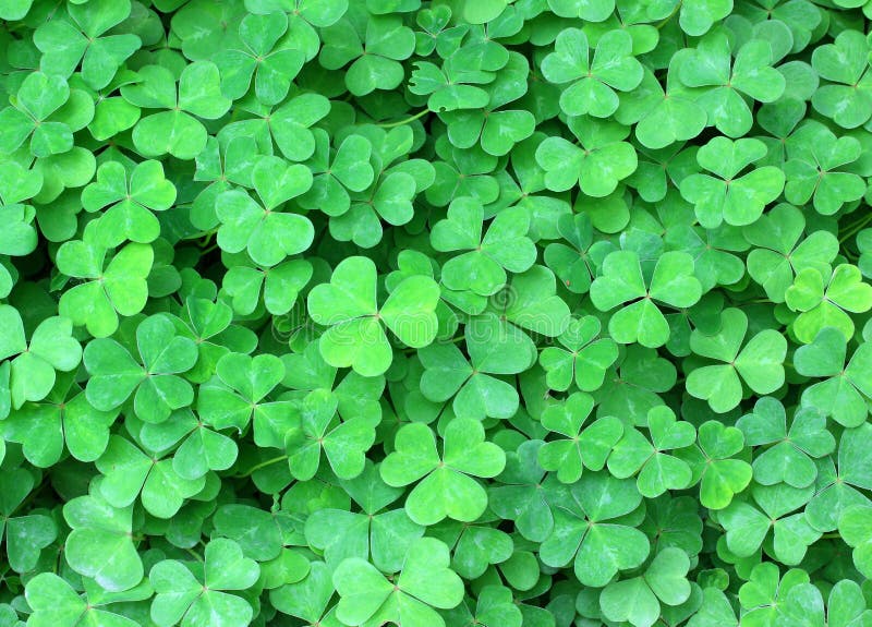 Clover background stock image