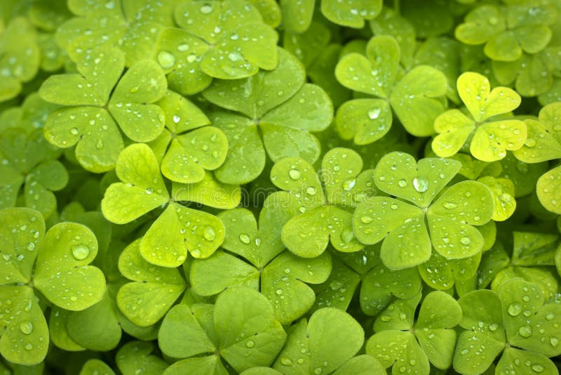Clover Backgrounds stock photography Clover Backgrounds stock photography