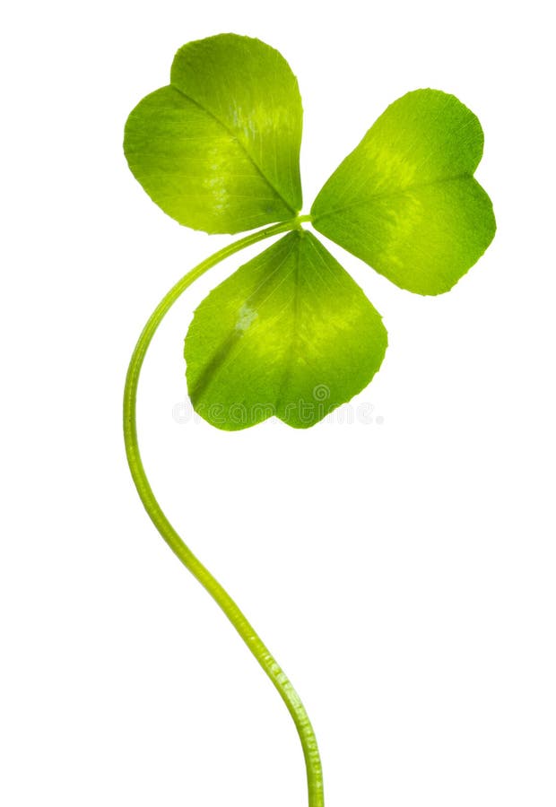 Close-up of single clover.Studio isolated. Close-up of single clover.Studio isolated.