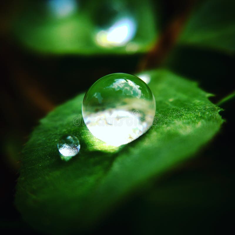 Clover stock image. Image of august, drop, rain, drops - 100024483