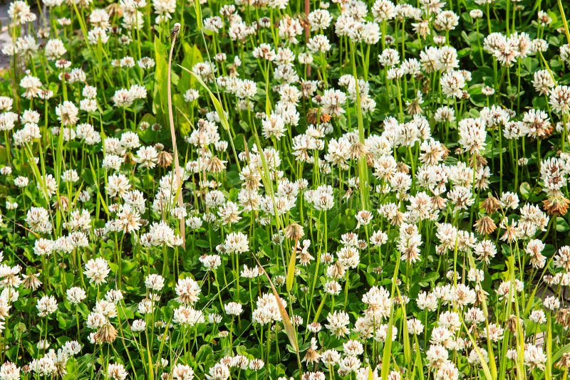 Clover field stock image. Image of garden, beautiful - 32271107