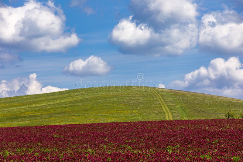 Clover fields around the village Sobotiste