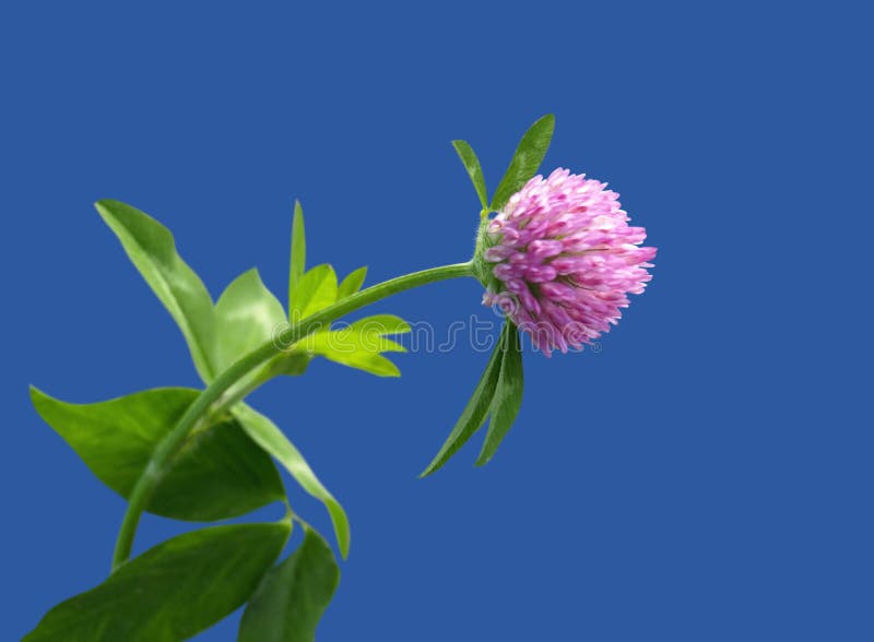 Clover flower