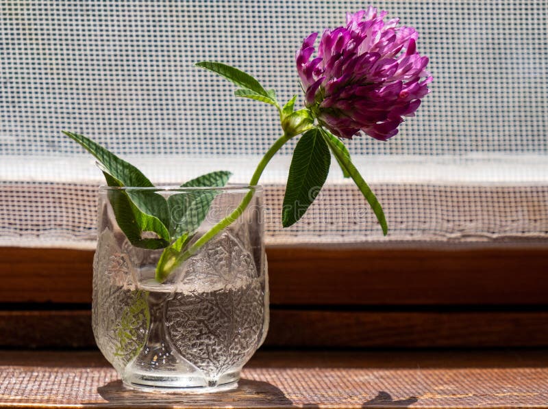 Clover flower in a glass on the window. Summer still life royalty free stock photo