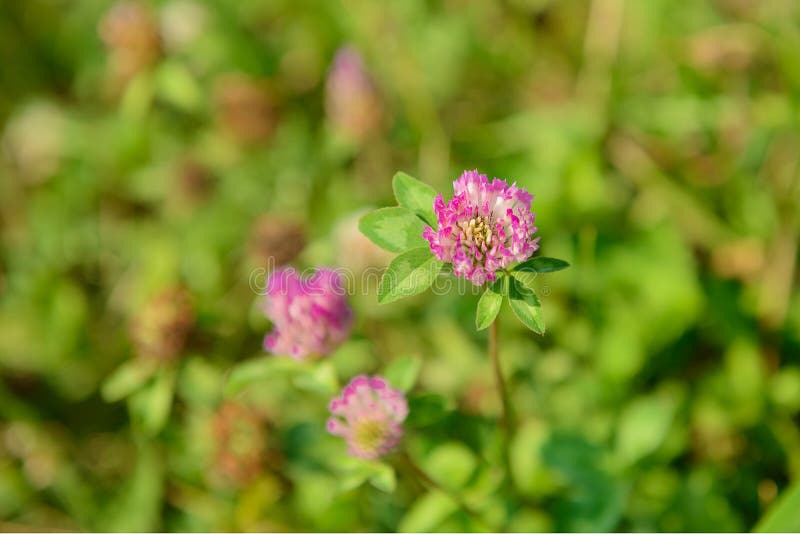 Clover flower on a green lawn on a summer day royalty free stock image Clover flower on a green lawn on a summer day royalty free stock image
