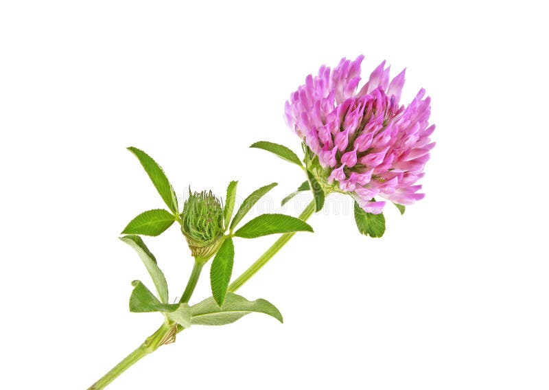 Clover flower with green leaves, isolated on white background