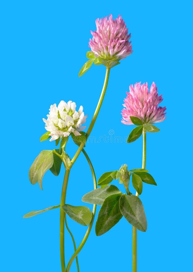 Clover flowers isolated on blue