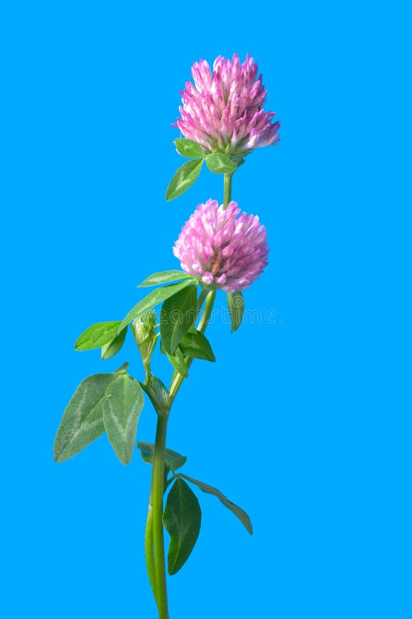 Clover flowers isolated on blue