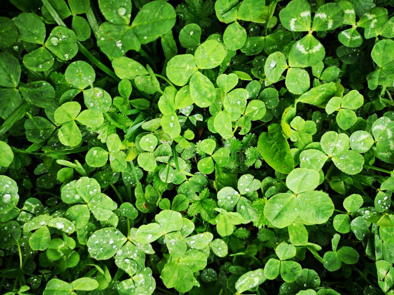 Clover - green leaves with dew -  background