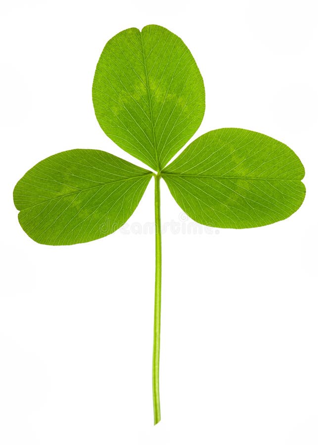 Clover isolated stock image. Image of simple, nature, leaf 9419823