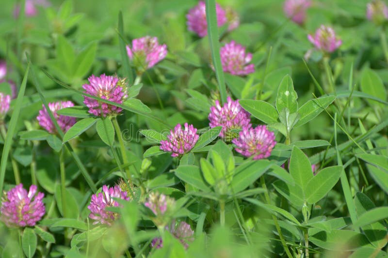 Clover Middle (Trifolium Medium) Blooms in a Meadow among Grasses Stock