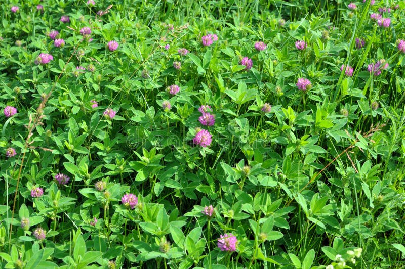 Clover Middle (Trifolium Medium) Blooms in a Meadow among Grasses Stock