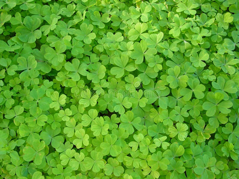 Clover patch stock photo. Image of leaf, wish, oxalis