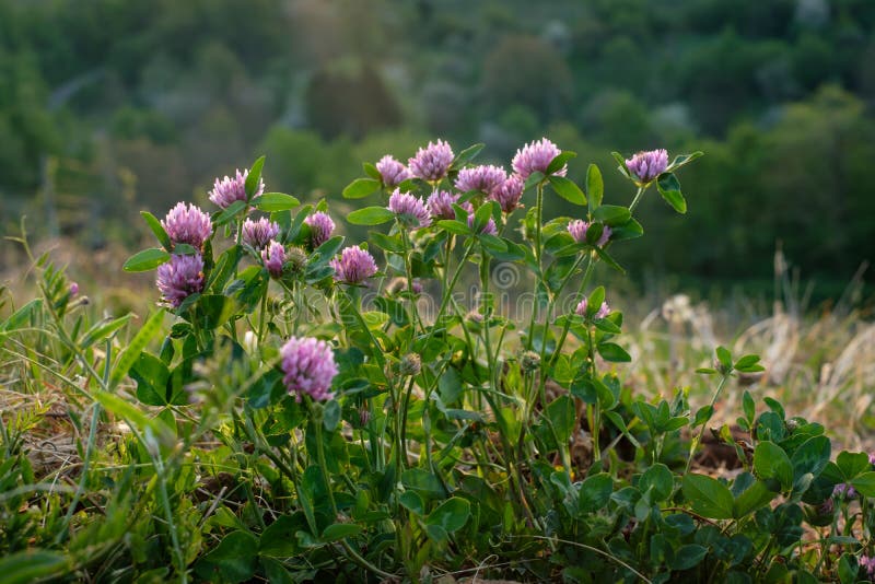 Clover and Pink Flowers Closeup in Hong Kong Stock Image Image of