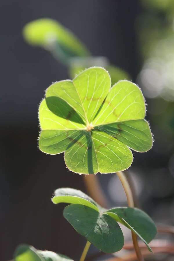 A clover or shamrock over dark background symbol of good luck. A clover or shamrock over dark background symbol of good luck