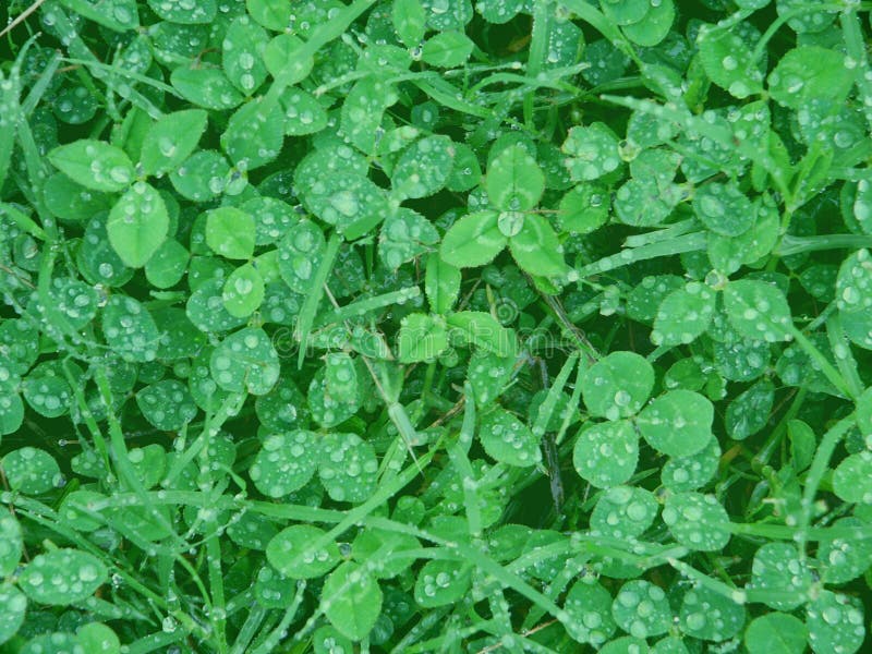 Clover with water drops stock image. Image of closeup - 10998767