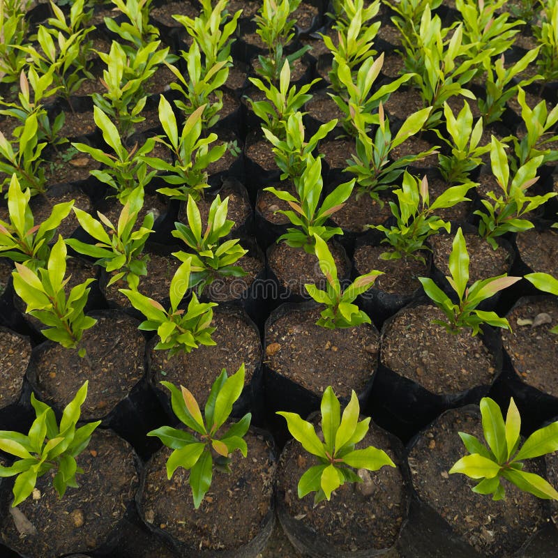 https://thumbs.dreamstime.com/b/cloves-plant-nursery-grow-bags-full-frame-growing-young-plants-background-selective-focus-262230910.jpg