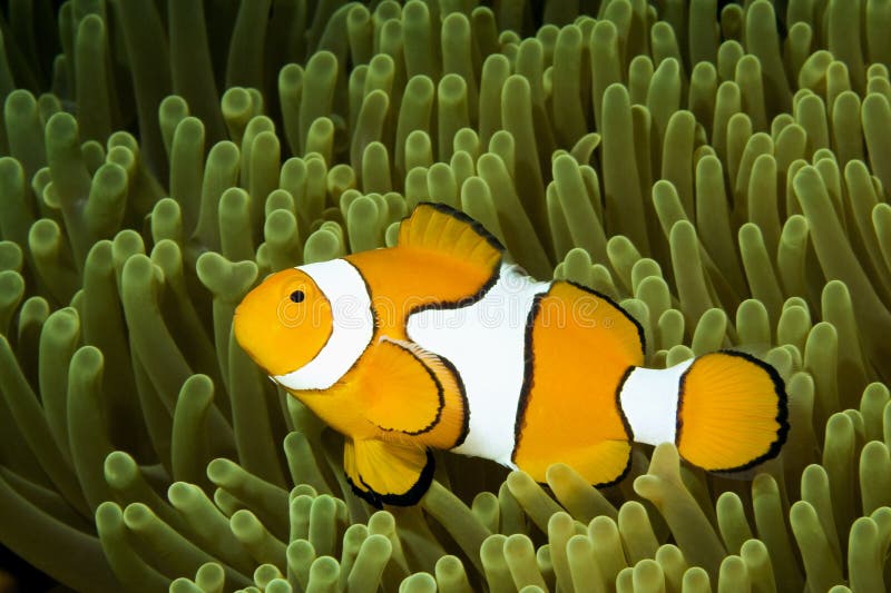 Clown Anemonefish royalty-vrije stock foto Clown Anemonefish royalty-vrije stock foto