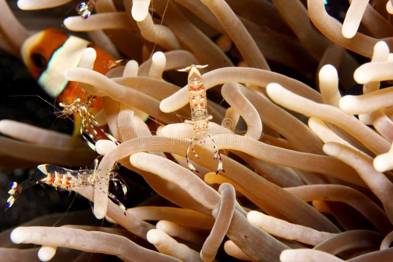 Clown anemonefish