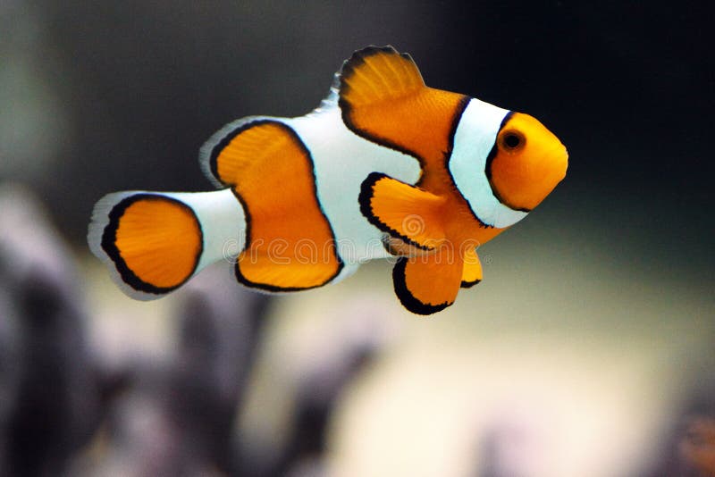 Clown anemonefish - Amphiprion-percula zwemt in tank royalty-vrije stock foto Clown anemonefish - Amphiprion-percula zwemt in tank royalty-vrije stock foto