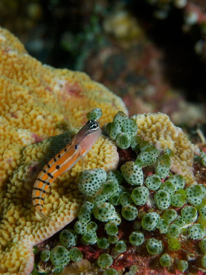 Clown Blenny