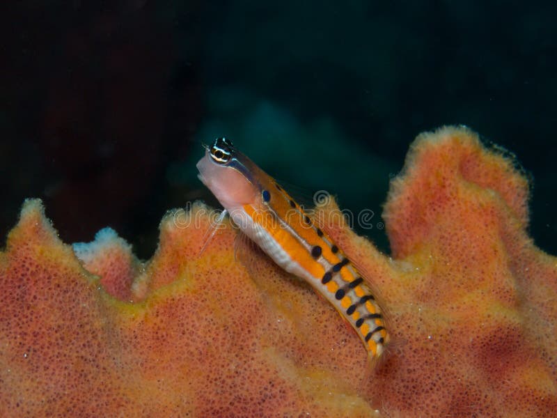 Clown Blenny