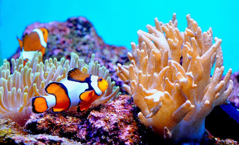 Clown fish στοκ φωτογραφία με δικαίωμα ελεύθερης χρήσης