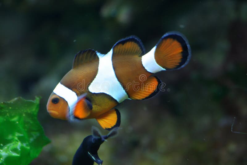 Clown fish