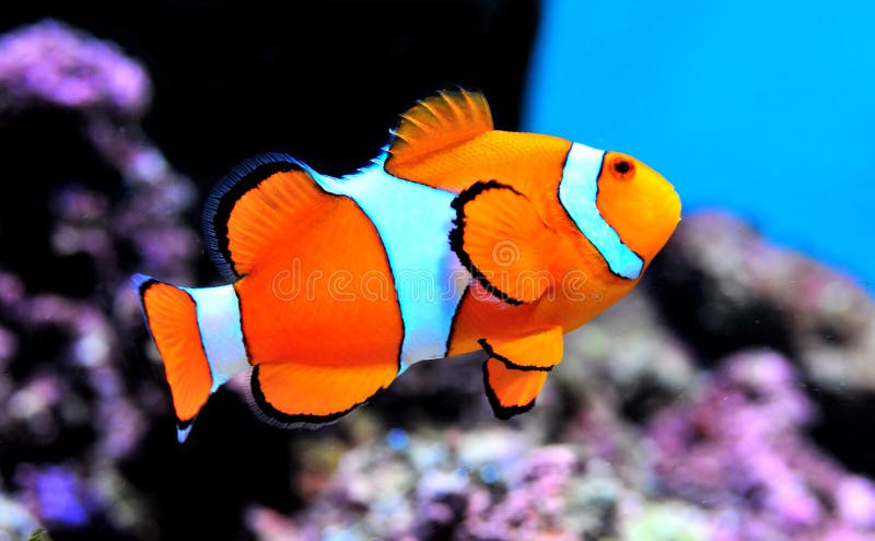 Clown Fish in anemone. Clown fish swimming among the soft coral anemone Clown Fish in anemone. Clown fish swimming among the soft coral anemone