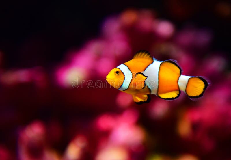 Clown fish or anemone fish at underwater