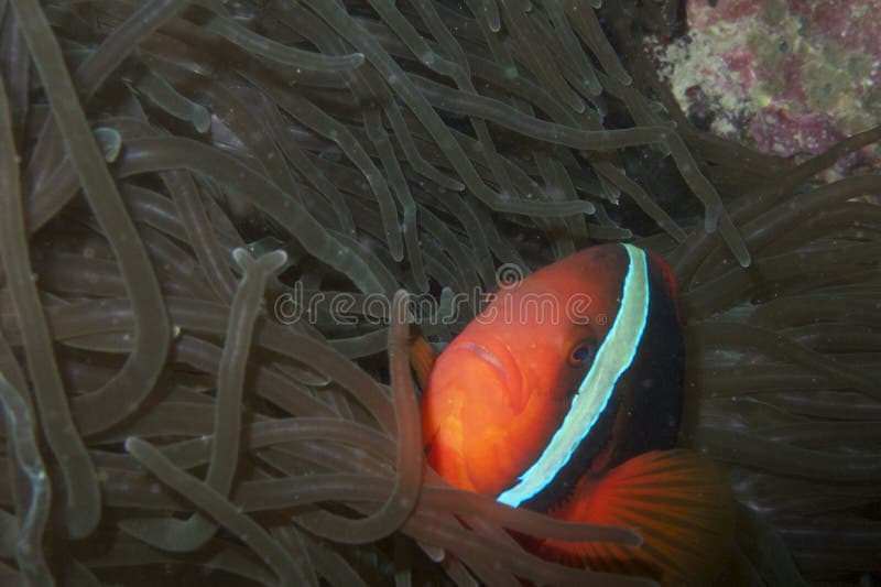 Clown Fish, Balicasag-Eiland, Bohol, Filippijnen royalty-vrije stock foto's Clown Fish, Balicasag-Eiland, Bohol, Filippijnen royalty-vrije stock foto's