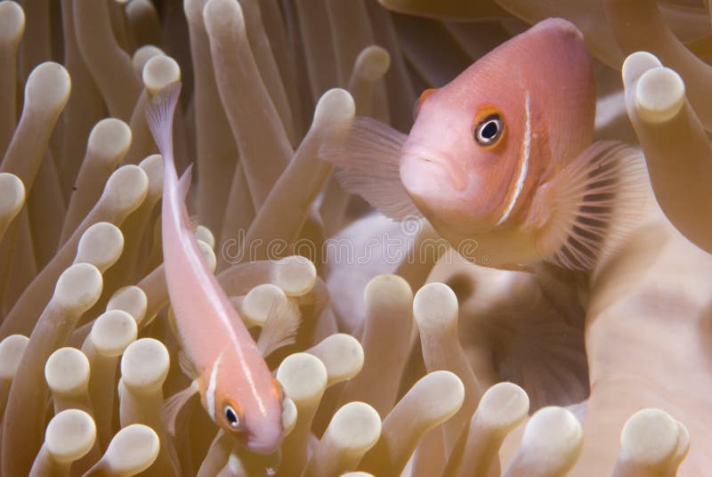 Clown Fish Close-Up in Anemone