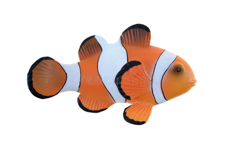 Clown Fish