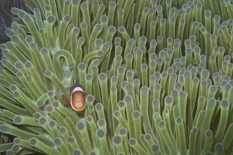 Clown Fish i den gröna anemonen, Balicasag ö, Bohol, Filippinerna royaltyfri foto Clown Fish i den gröna anemonen, Balicasag ö, Bohol, Filippinerna royaltyfri foto