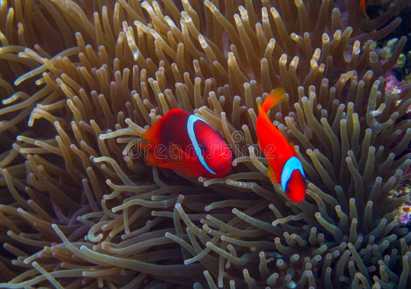 Clown Fish im Actinia Orange Clownfish in der Anemone Unterwasserfoto der korallenroten Fische lizenzfreies stockbild Clown Fish im Actinia Orange Clownfish in der Anemone Unterwasserfoto der korallenroten Fische lizenzfreies stockbild