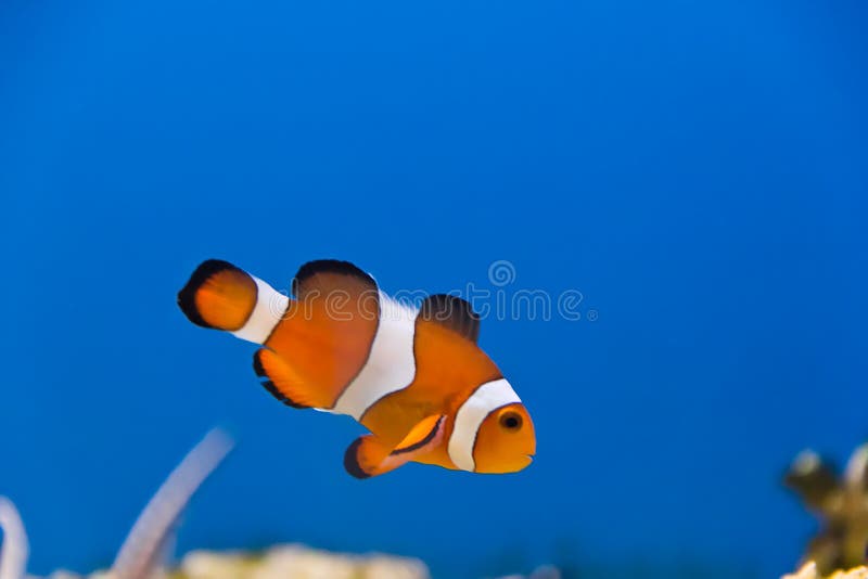 Clown fish