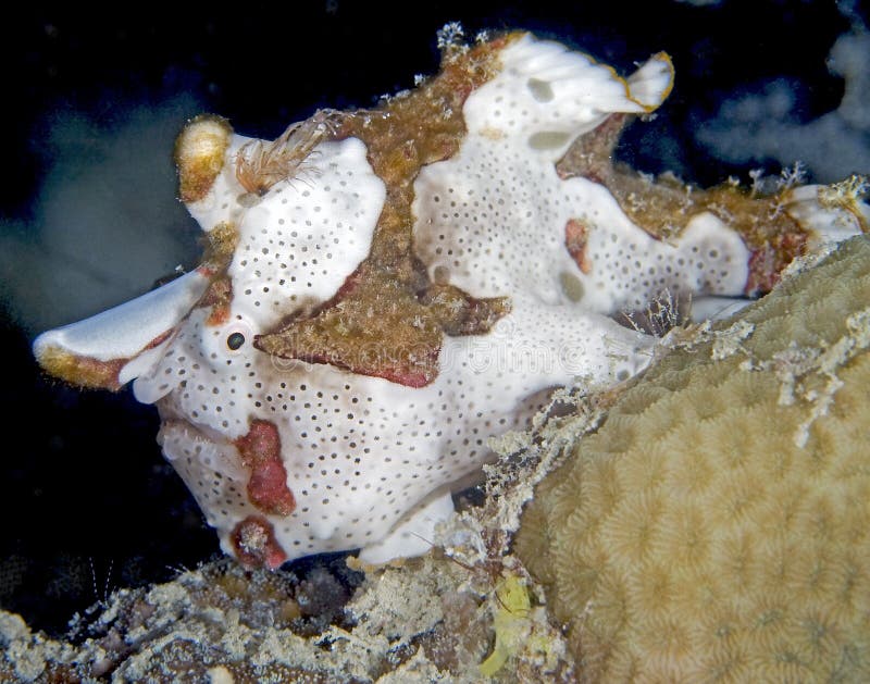 Clown Frogfish stock images