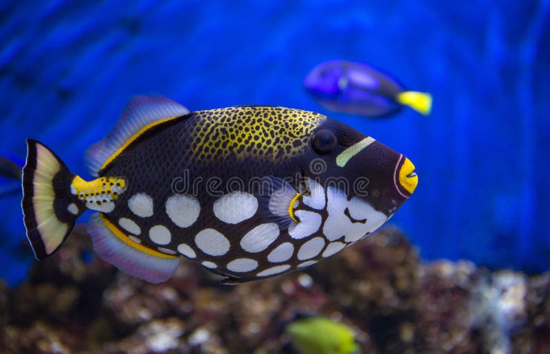 Clown Trigger Fish